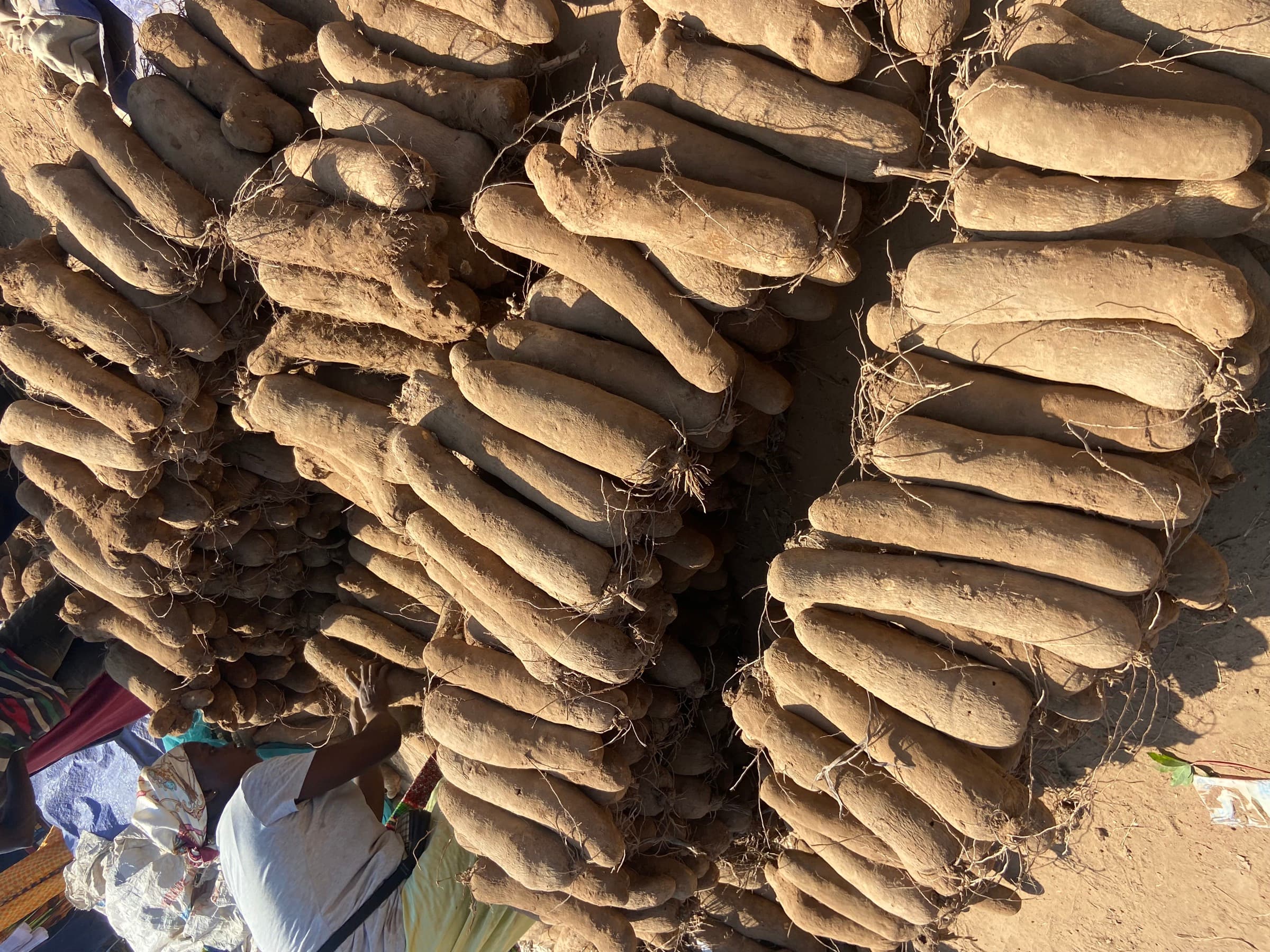 Puna Yam export produce