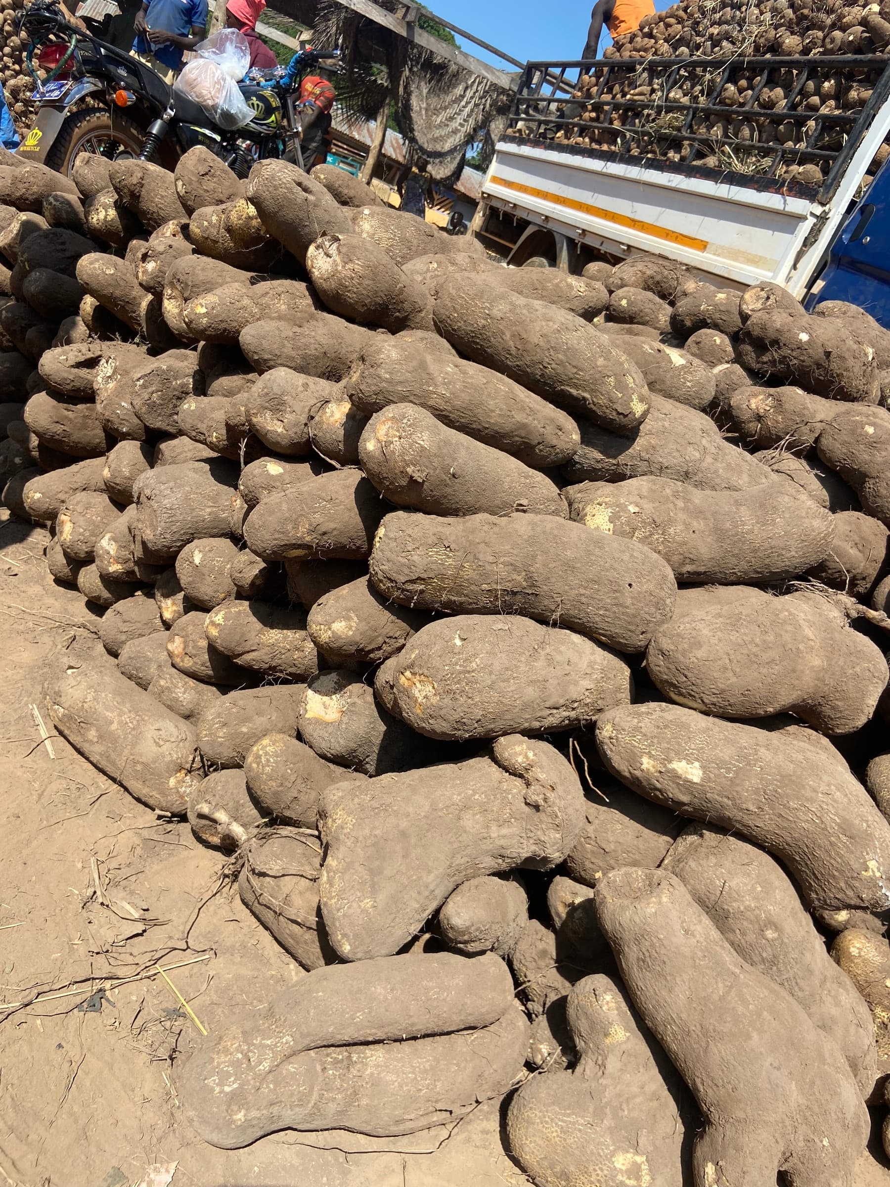 White Yam export produce